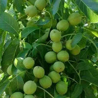 تولید انواع نهال گردو پیوندی بذری