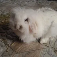خرگوش لوپ گمشده
