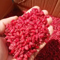 زرشک پفکی درجه یک