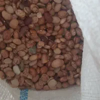 حبوبات درجه دو