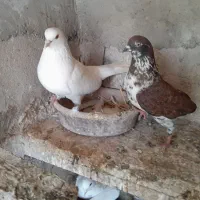 کبوتر پرشی خوب