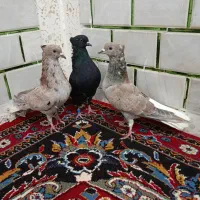 3نرکبوتردم سفید|پرنده|حمیدیه, |دیوار