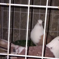 نر وماده سر سفید سرخ و زرد|پرنده|رامهرمز, |دیوار