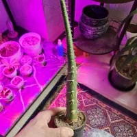 گل و کاکتوس ۲۰ تومن|گل و گیاه طبیعی|اراک, |دیوار