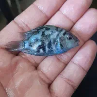 ماهی اسکارتایگر،پرت پلار|ماهی|کاشمر, |دیوار