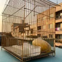 قفس|لوازم جانبی حیوانات|تهران, اوقاف|دیوار