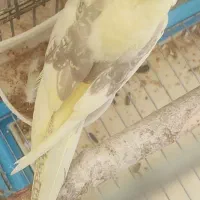 فروش عروس هلندی دوکت زعفرونی بالغ و آماده|پرنده|شیراز, شهرک استقلال|دیوار