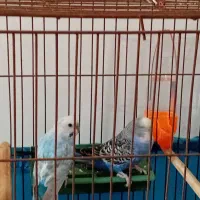 فروش پرنده|پرنده|میناب, |دیوار