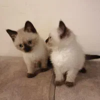 توله سیامی اصیل و کاملا خالص|گربه|قائمشهر, |دیوار