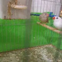 فنچ دوتا سرحال و سالم زییا