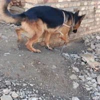 ژرمن شپرد|سگ|تبریز, |دیوار