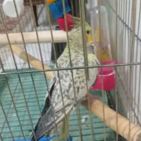 عروس هلندی نر