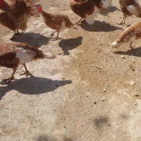 قیمت. توافقی