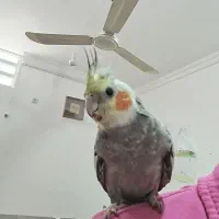 گمشده