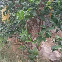 خانه ویلایی فروشی|فروش خانه و ویلا|تخت, |دیوار