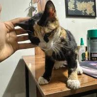 واگذاری رایگان گربه|گربه|بردسکن, |دیوار