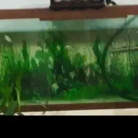 اکواریوم بزرگ .ب همراه پمپ هوا ومقداری صخره