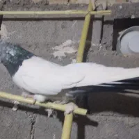 کفتر کله دمسبز فوق درشت نوک ریز|پرنده|ساوه, |دیوار