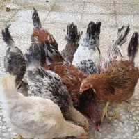 خروس و مرغ رسمی