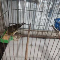 عروس هلندی .قناری.کوتوله برزلی