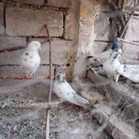 کبوتر|پرنده|زنجانرود, |دیوار