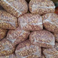 خرمای قصب شاهانی