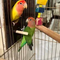 کوتوله مولد