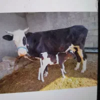 یک گاو با گوساله|حیوانات مزرعه|مسجد سلیمان, |دیوار