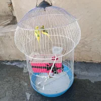 مرغ عشق