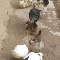 ۴ تا اردک چاق