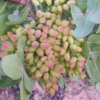 تولیدکننده نهال انواع صنوبر، میوه، گردو، بادام|خدمات باغبانی و درختکاری|شاهین‌شهر, ۹ دی|دیوار