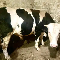 گاو نر گوشتی