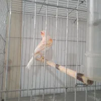 قناری نر دهن زنگی