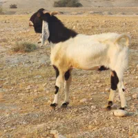 پازن پاکستانی|حیوانات مزرعه|برازجان, |دیوار