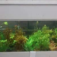 گیاه طبیعی،آکواریوم،تجهیزات