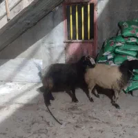 گوسفند|حیوانات مزرعه|دورود, |دیوار