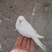 عروس هلندی لوتینو ومرغ عشق انگلیسی|پرنده|قم, هنرستان|دیوار