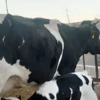 گاو|حیوانات مزرعه|سرداران, |دیوار