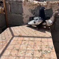 کلوتر کله سینه