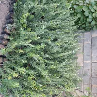 نهال سبز و زرده تضمینی|عمده‌فروشی|طارم, |دیوار