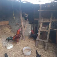 فروش خروس چاق وچله|حیوانات مزرعه|قائم‌شهر, |دیوار