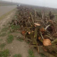 خریدار انواع چوب درخت انجیر و توت و میوه