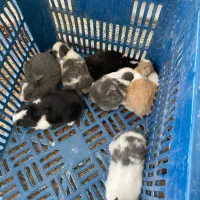 خرگوش