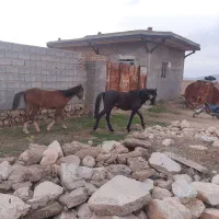 مادیان|اسب و تجهیزات اسب‌سواری|ورامین, ورامین|دیوار