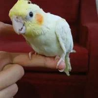 عروس هلندی لوتینو