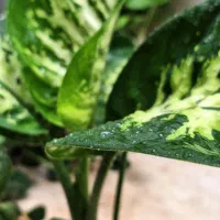 گل دیفن با سایز متوسط