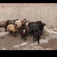 ۴۰عدد میش بردار