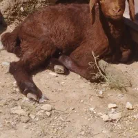 بره