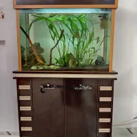 آکواریوم کمددار