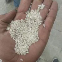 پخش برنج محلی